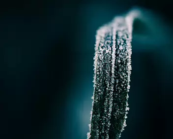 Dense Formation Crystalline structures thicken and overlap, compressing the surface into a rigid, interlocking pattern. The image captures frost at a point where order...