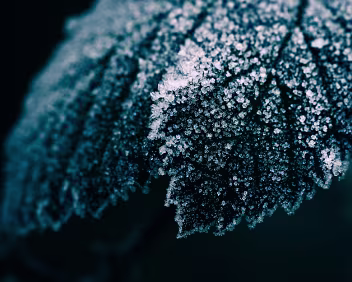 Initial Growth Early frost traces appear along the surface, forming sparse crystalline lines. The structure is fragile and incomplete, hinting at a process just beginning to...