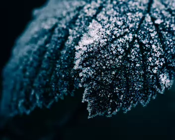 Initial Growth Early frost traces appear along the surface, forming sparse crystalline lines. The structure is fragile and incomplete, hinting at a process just beginning to...