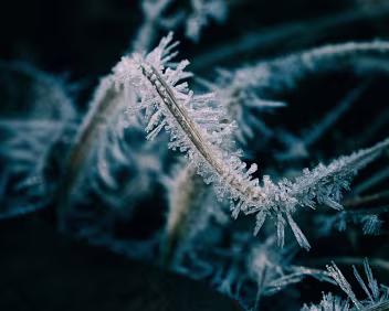 Crystal Bloom Fully developed frost crystals radiate outward, sharp and directional. The surface is overtaken by structure, reaching a brief peak before inevitable collapse.