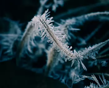 Crystal Bloom Fully developed frost crystals radiate outward, sharp and directional. The surface is overtaken by structure, reaching a brief peak before inevitable collapse.