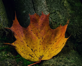 Fading Flame Close-up of a single autumn maple leaf in deep orange and yellow tones resting on textured tree bark with hints of green moss, photographed in soft natural...
