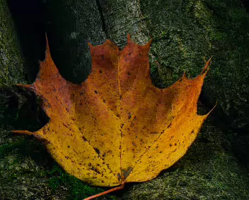 Fading Flame Close-up of a single autumn maple leaf in deep orange and yellow tones resting on textured tree bark with hints of green moss, photographed in soft natural...