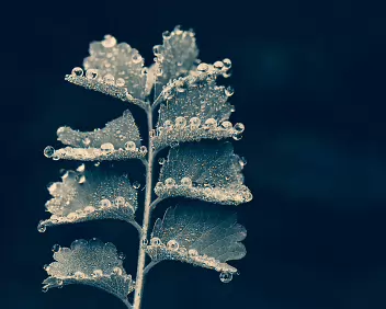 Frozen Serenity A fine art macro photograph of a dew-covered fern leaf, presented in soft blue monochrome. The image transforms simple morning moisture into a serene...