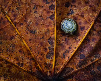 Natural Geometry A macro photograph capturing a snail on a weathered autumn leaf, revealing the intricate harmony of natural textures and colors that evoke quiet awe and...