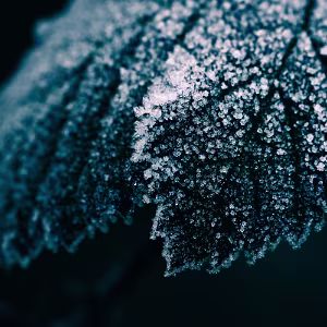 Crystallization A close study of frost formation, where cold transforms soft surfaces into rigid, crystalline structures. Subtle color,...