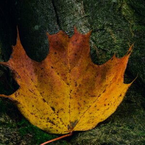 Leaves Intimate studies of leaves, texture, and form, photographed at close range.